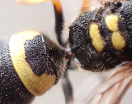 Ancistrocerus claripennis